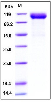 SDS-PAGE analysis of Human SCARB2 Fc His tag protein