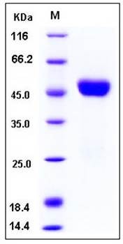 SDS-PAGE analysis of human CNTFR His tag protein