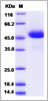 SDS-PAGE analysis of canine WFDC2 protein