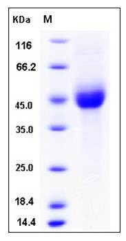 SDS-PAGE analysis of Human KIR2DL1 protein (His Tag)