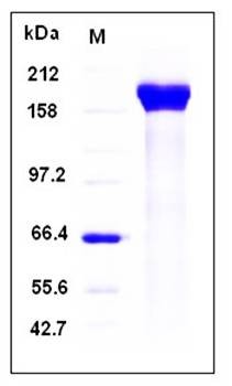 SDS-PAGE analysis of Human PAPPA2 protein (His Tag)