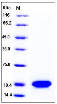 SDS-PAGE analysis of Human REG1A His tag protein