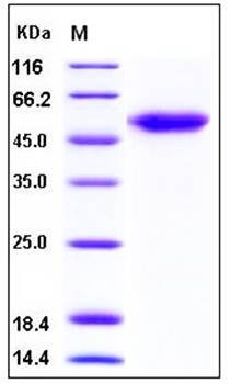 SDS-PAGE analysis of human ALK1 Fc tag protein