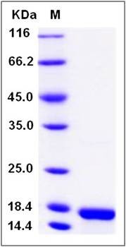 SDS-PAGE analysis of human AREG protein (Native)