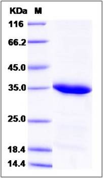 SDS-PAGE analysis of human STX8 protein (His Tag)