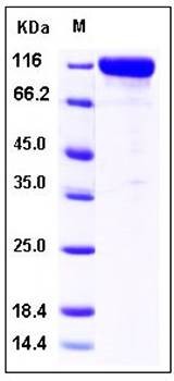 SDS-PAGE analysis of human CD10 Fc tag protein