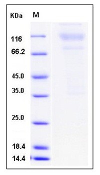 SDS-PAGE analysis of mouse SPN Fc tag protein