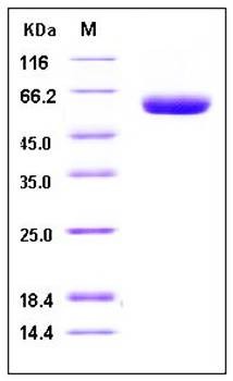 SDS-PAGE analysis of Human DPP7 His tag protein