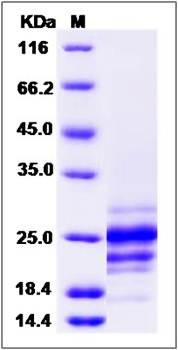 SDS-PAGE analysis of human CD95L protein (His Tag)