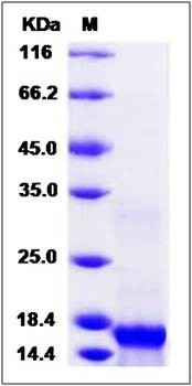 SDS-PAGE analysis of Rat IL7 protein (Native)