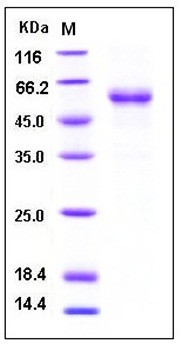 SDS-PAGE analysis of Human RELT Fc His tag protein
