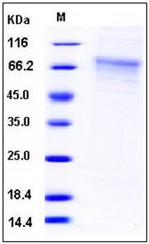 SDS-PAGE analysis of mouse GFRA2 His tag protein