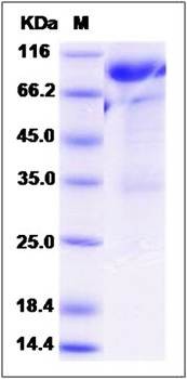 SDS-PAGE analysis of Human LILRB2 protein