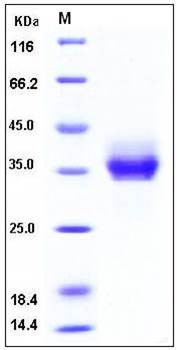 SDS-PAGE analysis of Human DR6 Fc tag protein