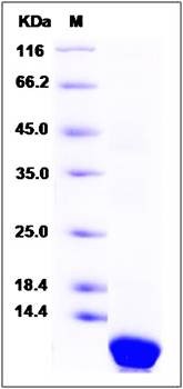 SDS-PAGE analysis of Human PGC protein (His Tag)