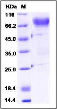 SDS-PAGE analysis of human CD44 protein