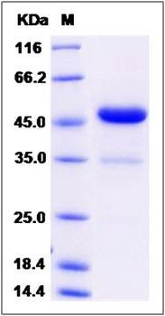 SDS-PAGE analysis of Cynomolgus IFNA13 protein