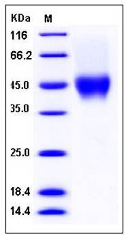 SDS-PAGE analysis of human CD16a His AVI tag (176 Phe/Val) protein