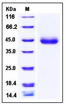 SDS-PAGE analysis of Cynomolgus SFTPD His tag protein