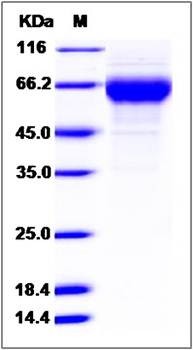 SDS-PAGE analysis of Cynomolgus FGFR4 protein (His Tag)