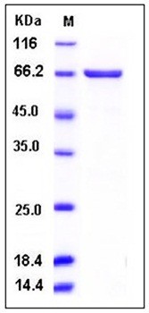 SDS-PAGE analysis of Human MAP2K2 GST tag protein