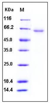 SDS-PAGE analysis of human CXADR Fc His tag protein