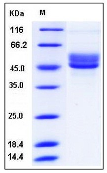 SDS-PAGE analysis of human SerpinI2 His tag protein