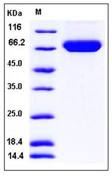 SDS-PAGE analysis of Human CD276 His tag protein