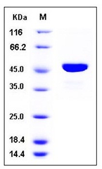 SDS-PAGE analysis of human SOCS3 Trx His tag protein