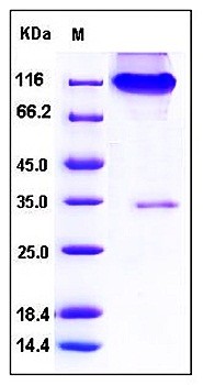 SDS-PAGE analysis of Human Neuropilin 1 Fc tag protein