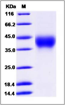 SDS-PAGE analysis of Cynomolgus CD58 protein (His Tag)