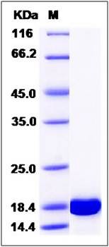 SDS-PAGE analysis of Human PPIL1 protein (His Tag)
