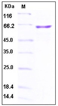 SDS-PAGE analysis of Human Latexin Fc tag protein