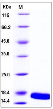 SDS-PAGE analysis of mouse TNF alpha protein