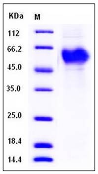 SDS-PAGE analysis of human CRTAM His tag protein