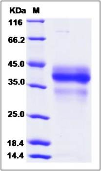 SDS-PAGE analysis of Cynomolgus EpCAM protein