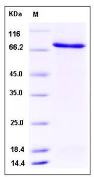 SDS-PAGE analysis of Human PFK2 protein (GST Tag)