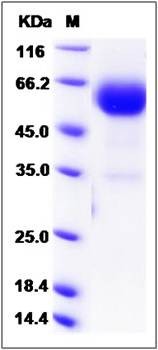 SDS-PAGE analysis of mouse BTLA protein