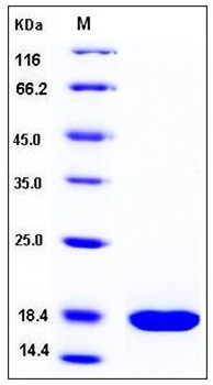 SDS-PAGE analysis of Human REG3A His tag protein