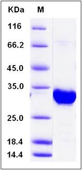 SDS-PAGE analysis of Human ING5 protein (GST Tag)
