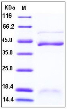 SDS-PAGE analysis of Human INHBB His tag protein
