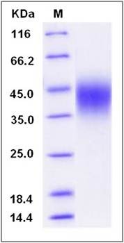 SDS-PAGE analysis of human CD16b protein (His Tag)