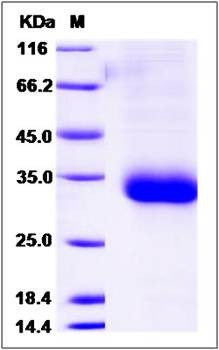 SDS-PAGE analysis of Cynomolgus IFNA8 protein (His Tag)