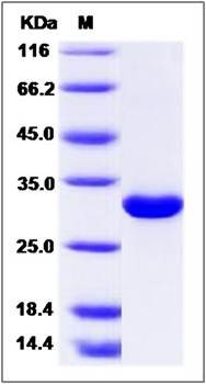 SDS-PAGE analysis of Human MBL-2 protein (Native)