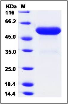 SDS-PAGE analysis of Sus scrofa (Pig) Legumain (His Tag) protein