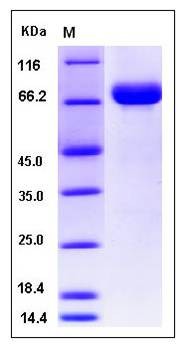 SDS-PAGE analysis of human BCAM protein (His Tag)