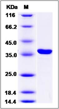 SDS-PAGE analysis of human STX3 protein (His Tag)