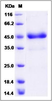 SDS-PAGE analysis of human TNFRSF18 protein