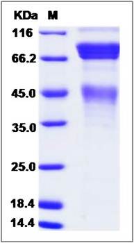 SDS-PAGE analysis of Cynomolgus protein