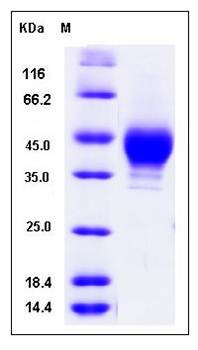 SDS-PAGE analysis of human CD38 protein (His & flag Tag)
